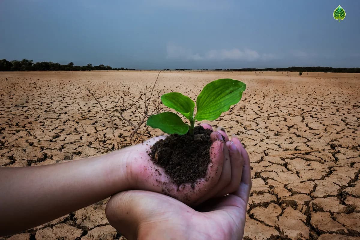 Reforestation meaning 2025 view of Planting tress.