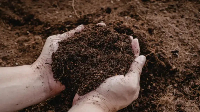 Close-up of dark, nutrient-rich tropical forest soil held in a person's hands.