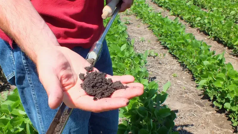 A close-up of a person holding a handful of dark, crumbly soil sampled from a lush green soybean field using a metal soil probe.