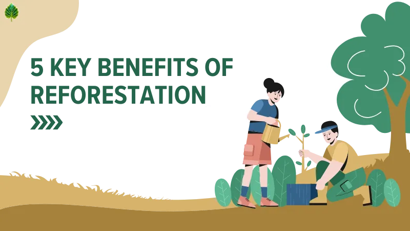 key benefits of reforestation - reforestation meaning 2025